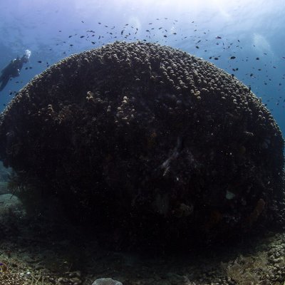 Photo of large coral